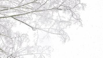 nevicata su inverno betulla albero rami sfondo a nuvoloso giorno, Basso angolo Visualizza video