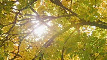 herfst esdoorn- boom achtergrond met zon in tussen bladeren, zwaaiend in de wind video