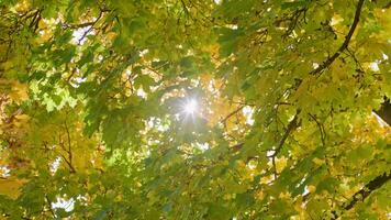 herfst esdoorn- boom achtergrond met zon in tussen bladeren, zwaaiend in de wind video