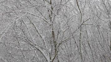 Baum Geäst und Bus Zweige bedeckt mit Schnee beim tagsüber Schneesturm im schleppend Bewegung video