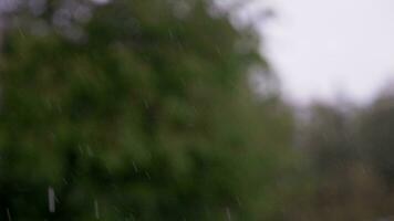 rain drops falling in front of blurry green tree swaying in stormy wind video