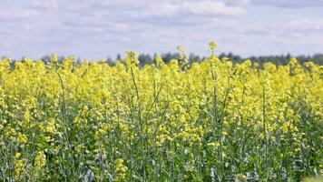 yellow rapseed field swaying on wind at daylight video