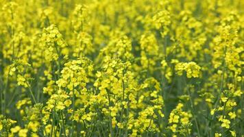 fullframe background of yellow rapseed field swaying on wind at daylight video