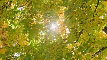herfst esdoorn- boom achtergrond met zon in tussen bladeren, zwaaiend in de wind video