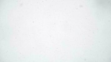 snow falling from overcast white sky, upward view, full frame slomo background video