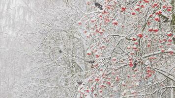 few jackdaws eat rowan berries during the day during heavy snowfall video