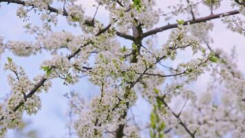 Blossoming cherry branches on overcast sky background. video