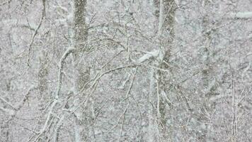 snowfall on blurry winter forest background at cloudy day video