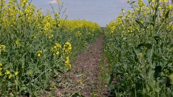 path in yellow rapseed field swaying on wind at daylight video