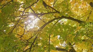 groen herfst esdoorn- boom met zon in tussen bladeren, zwaaiend in de wind video