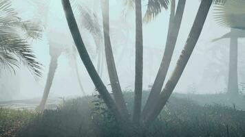 Palm trees in a foggy forest on a sunny day video