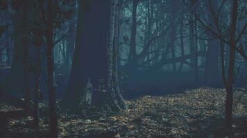 strada attraverso buio foresta nel autunno video
