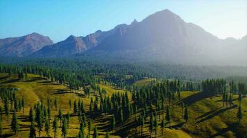 spruce and pine trees and mountains of Colorado video