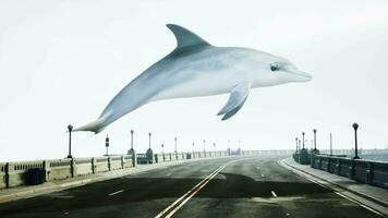 un grande blanco delfín volador terminado un la carretera video