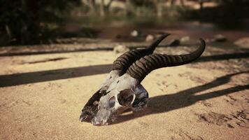 An animal skull with long horns on a dirt ground video