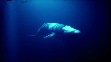 uma majestoso baleia natação entre escolas do peixe dentro a profundo azul oceano video