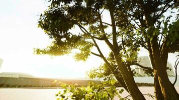 Sunbeams pour through treeon the beach video