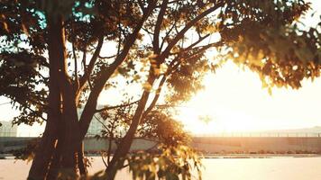 Sunbeams pour through treeon the beach video