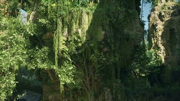 un hermosa y vibrante verde bosque en nuevo Zelanda video