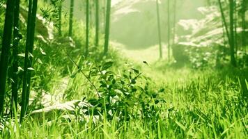 bambù foresta mostrando via suo verde video