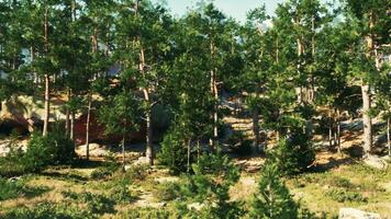 roccioso scogliere fornire un' casa per un' conifero foresta, esposto per il venti video