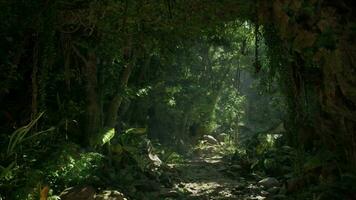 A scenic dirt road winding through a lush forest in New Zealand video