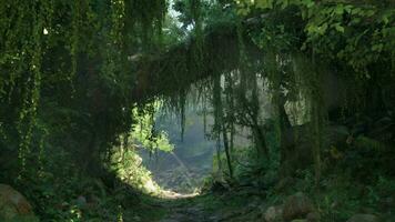 uma sereno floresta caminho dentro a coração do Novo da zelândia exuberante verde panorama video