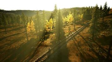 abbandonato Ferrovia traccia nel un' conifero foresta nel primavera video