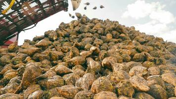 Sugar beet harvest. A beet falls into a large pile in slow motion. video