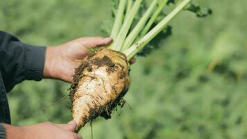 azúcar remolacha de cerca en el manos de un masculino agricultor. cultivo de azúcar remolacha un granjero inspecciona azúcar remolacha en un campo en un soleado día. video