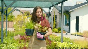 Agriculture. Gardener girl holds pots with flowers and plants and looks at the camera. Portrait of a female gardener video