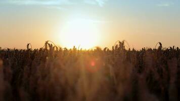 tramonto nel un' Grano campo. maturo d'oro orecchie di Mais siamo illuminato di il sera raggi di il sole. d'oro orecchie di Grano a tramonto. coltivazione di Grano, agricolo prodotti. video