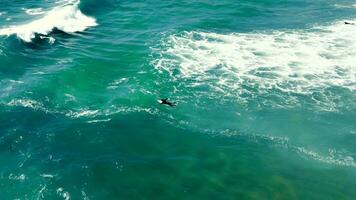 fliegend Über das Pazifik Küste in der Nähe von san Francisco. Surfer im das Ozean warten zum ein Welle. Surfer schwimmen zu Treffen das Welle. video