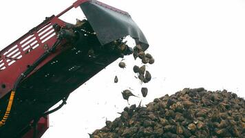 Crane conveyor of the grain harvester unloads sugar beet. Harvesting sugar beets video