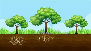 Trees Are Fed From The Soil video