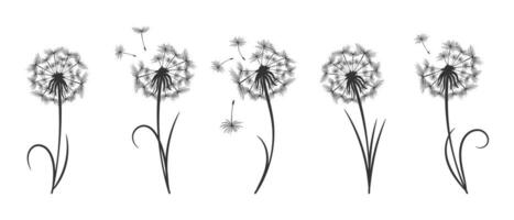 Set of dandelions with flying fluffy seeds. Sketch, black and white illustration, vector