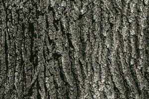 Vector illustration of Birch bark texture. The texture of the birch bark. Birch bark background. Birch tree trunk, Betula pendula.