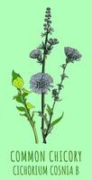 AI generated Created using generative AI. Illustration of COMMON CHICORY. Latin name CICHORIUM INTYBUS L. photo