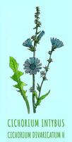 AI generated Created using generative AI. Illustration of COMMON CHICORY. Latin name CICHORIUM INTYBUS L. photo