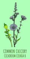 AI generated Created using generative AI. Illustration of COMMON CHICORY. Latin name CICHORIUM INTYBUS L. photo