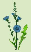 AI generated Created using generative AI. Illustration of COMMON CHICORY. Latin name CICHORIUM INTYBUS L. photo