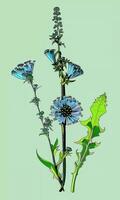 AI generated Created using generative AI. Illustration of COMMON CHICORY. Latin name CICHORIUM INTYBUS L. photo