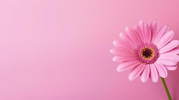 ai generado rosado gerbera flor en un rosado antecedentes foto