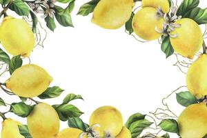 Lemons are yellow, juicy, ripe with green leaves, flower buds on the branches, whole and slices. Watercolor, hand drawn botanical illustration. Frame, template on a white background. Vector EPS