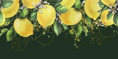 Lemons are yellow, juicy, ripe with green leaves, flower buds on the branches, whole. Watercolor, hand drawn botanical illustration. Seamless border on a dark green background vector