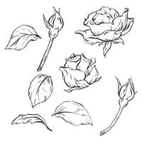 Ink. Set of floral elegance featuring rosebuds, blossomed roses, and leaves. Perfect for tattoo designs, invitations, and cards. celebrations, weddings, and birthday. vector illustration EPS 10