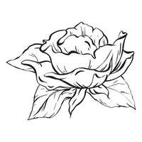 Ink. Refined and minimalist composition with a rose blossom and leaves. A fresh, open flower, an elegant adornment for celebrations. Hand-drawn boutonniere. Vector illustration in EPS 10