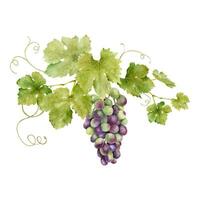 A bunch of red grapes with leaves. Grapevine. Isolated watercolor illustrations. For the design of labels of wine, grape juice and cosmetics, wedding cards, stationery, greetings cards vector