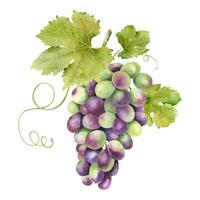 un manojo de rojo uvas con hojas. vid. aislado acuarela ilustraciones. para el diseño de etiquetas de vino, uva jugo y productos cosméticos, Boda tarjetas, papelería, saludos tarjetas vector