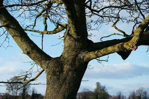 hermosa arboles y plantas a campo de Inglaterra Reino Unido foto